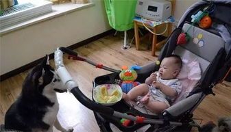 宠物噎食怎么办?