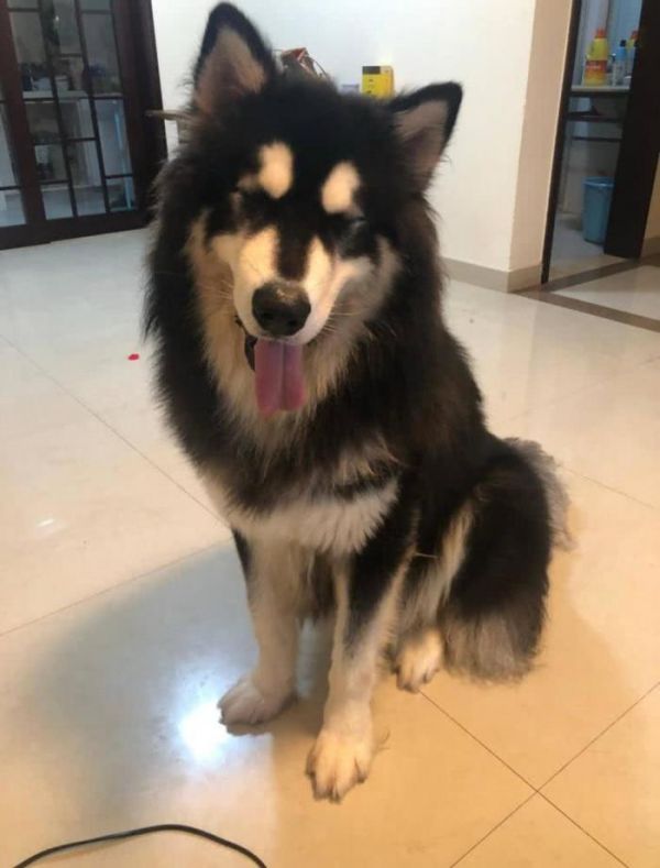 能和猫咪安静相处的五类狗狗，第三种不是脾气好，而是本来就怂