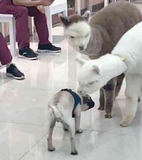 狗狗被两只羊驼看着，吓得不敢抬头，秒怂呀！