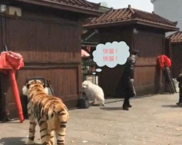 萨摩耶气质可以怂，命千万不能送