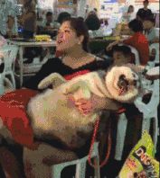 怂二哈洗澡嫌水冷，竟然说人话“哎呀，我的妈呀”…