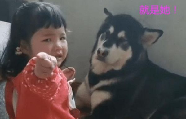 女宝挨训后向狗狗“告状”火了，狗子看到宝妈秒怂，跟我没关系