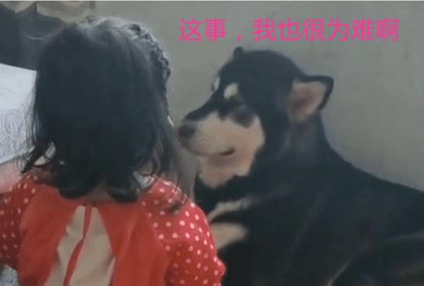女宝挨训后向狗狗“告状”火了，狗子看到宝妈秒怂，跟我没关系