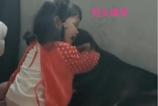 女宝挨训后向狗狗“告状”火了，狗子看到宝妈秒怂，跟我没关系