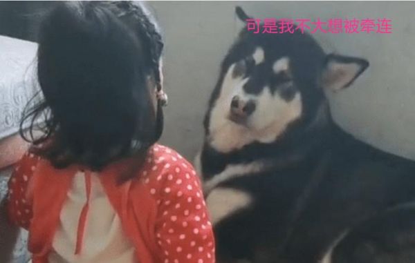 女宝挨训后向狗狗“告状”火了，狗子看到宝妈秒怂，跟我没关系