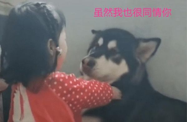 女宝挨训后向狗狗“告状”火了，狗子看到宝妈秒怂，跟我没关系