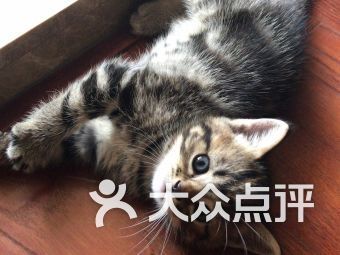 宠物医院除虫套餐,价格是多少呢?