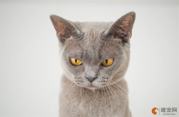 猫咪名字独特小众的有哪些 叫什么寓意好
