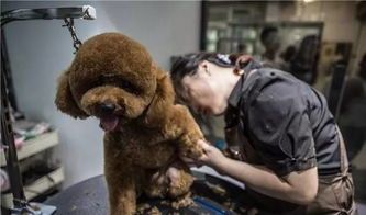 哈尔滨的宠物：了解当地宠物文化？哈尔滨最受欢迎的宠物店和宠物医院推荐