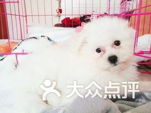 哈尔滨的宠物：了解当地宠物文化？哈尔滨最受欢迎的宠物店和宠物医院推荐