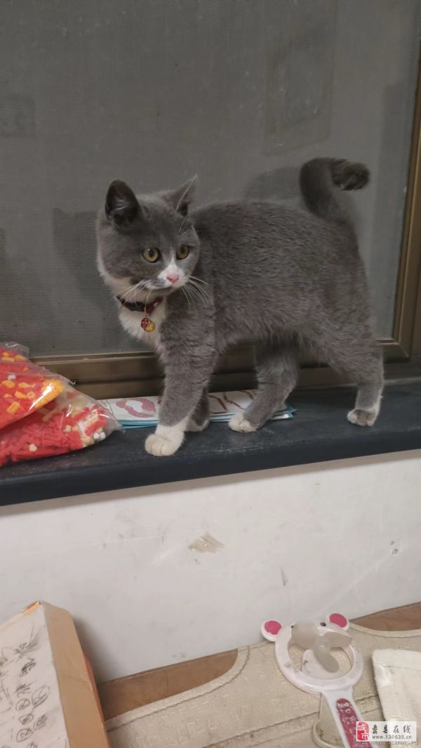 出售蓝猫一只