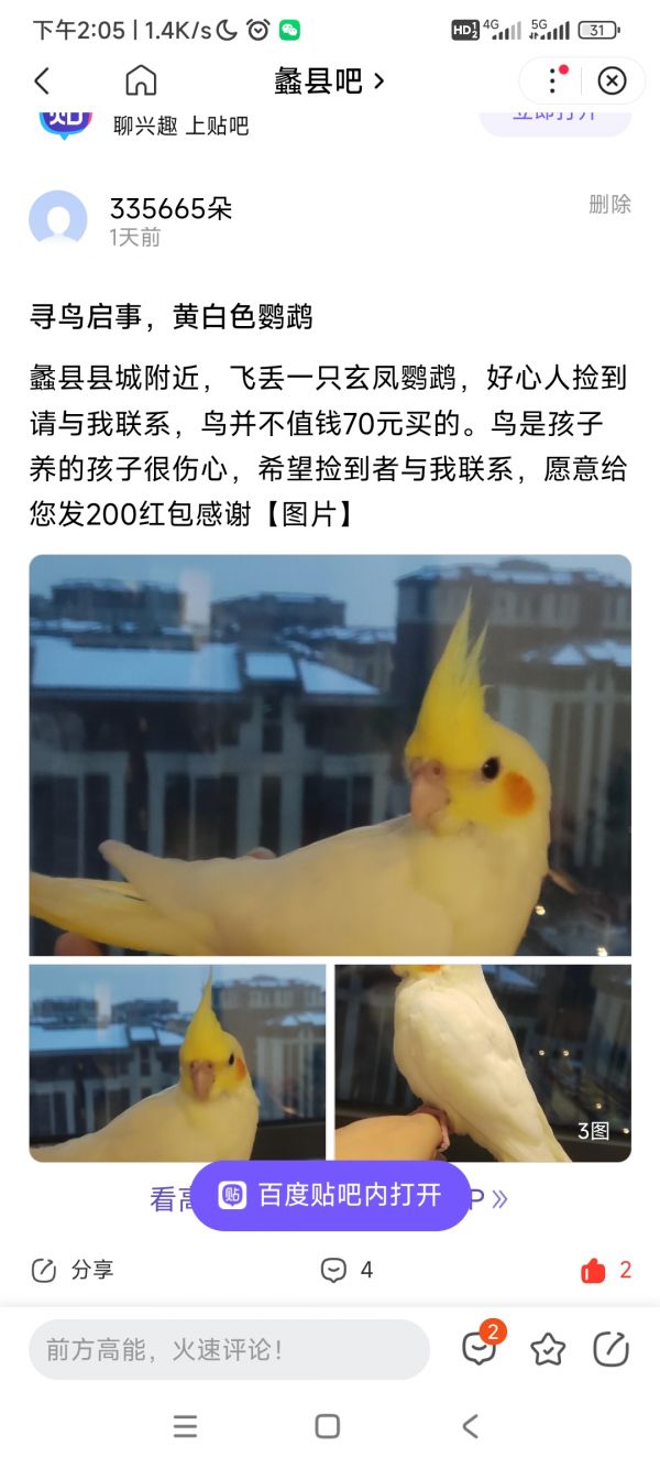 有偿寻鸟