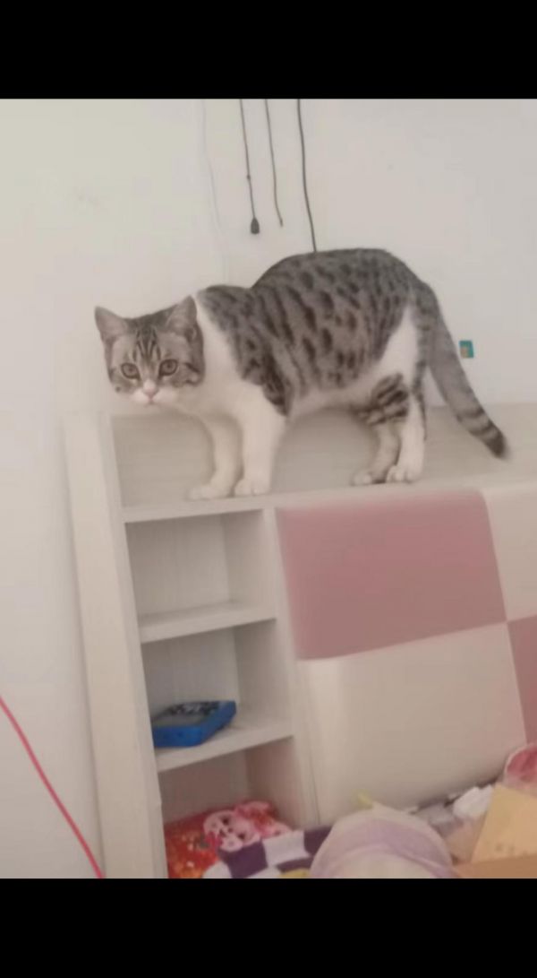求购虎斑加白起司小猫一只母有的联系