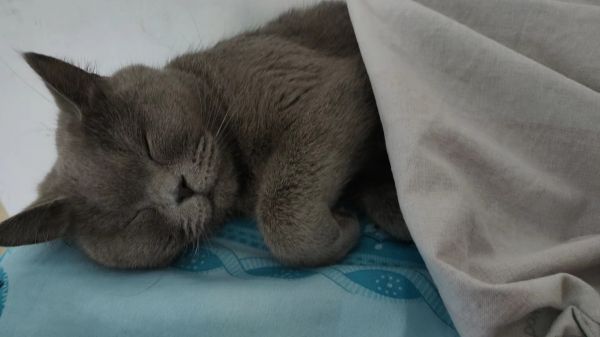 蓝猫出售