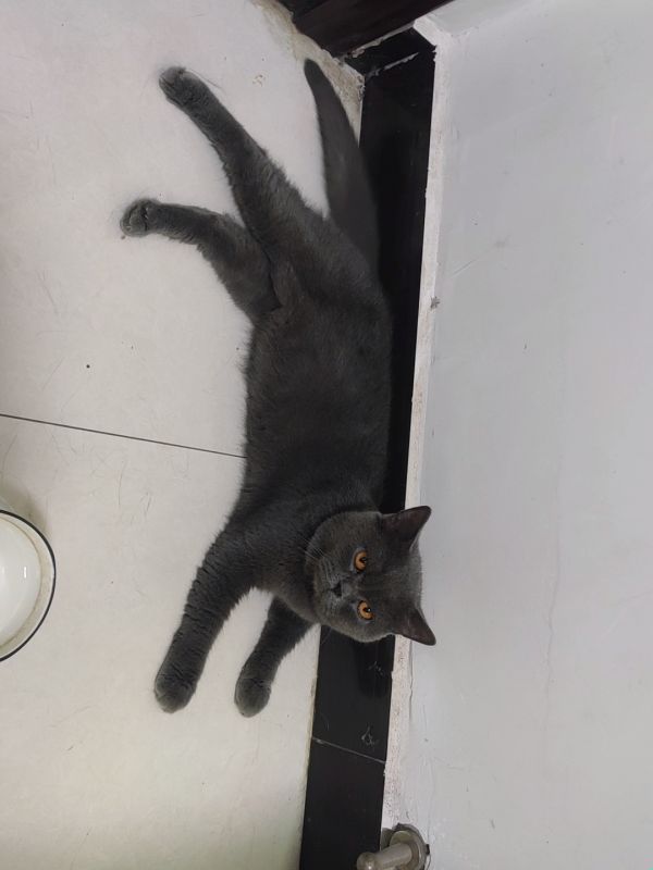 蓝猫种公对外借配
