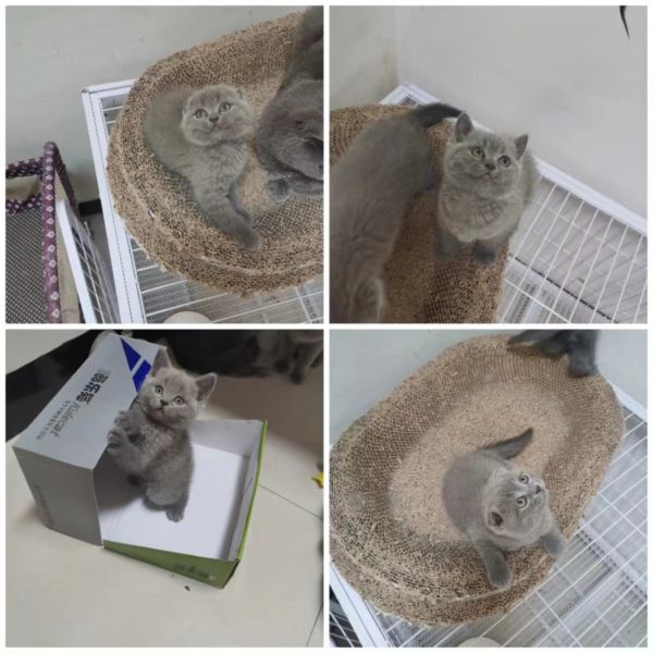 蓝猫