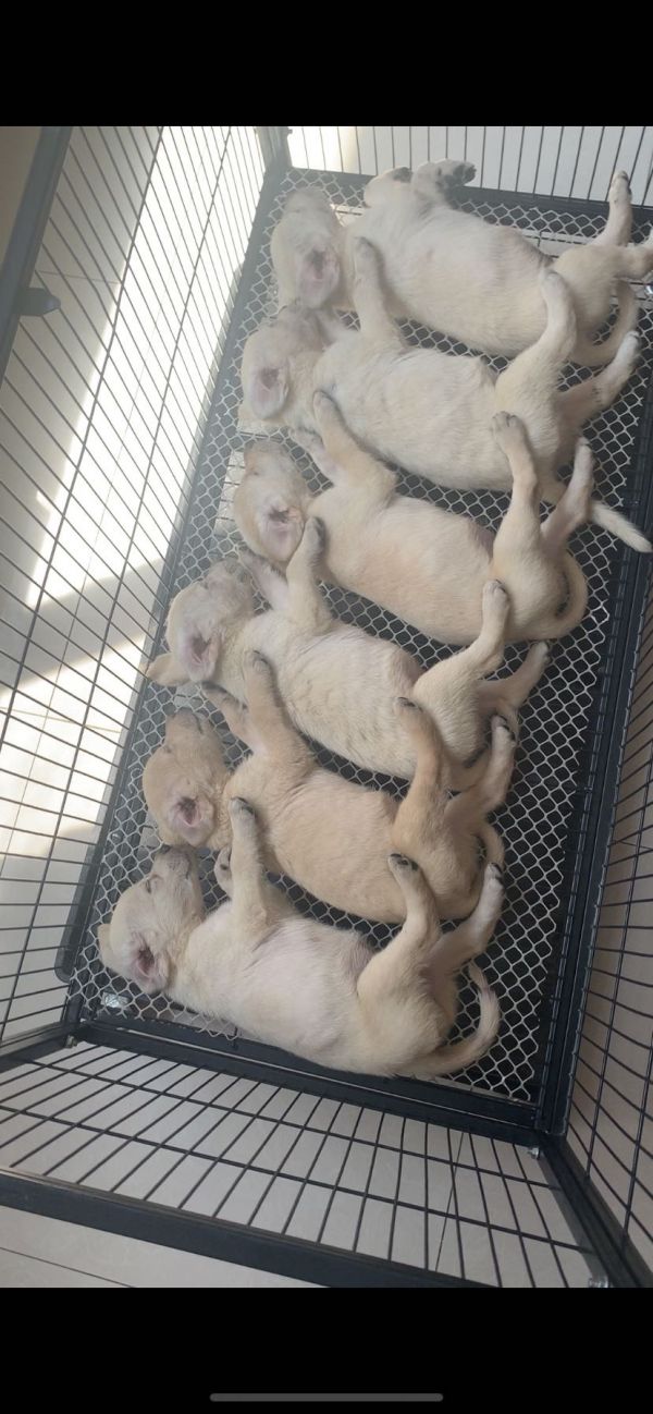 售自家拉布拉多