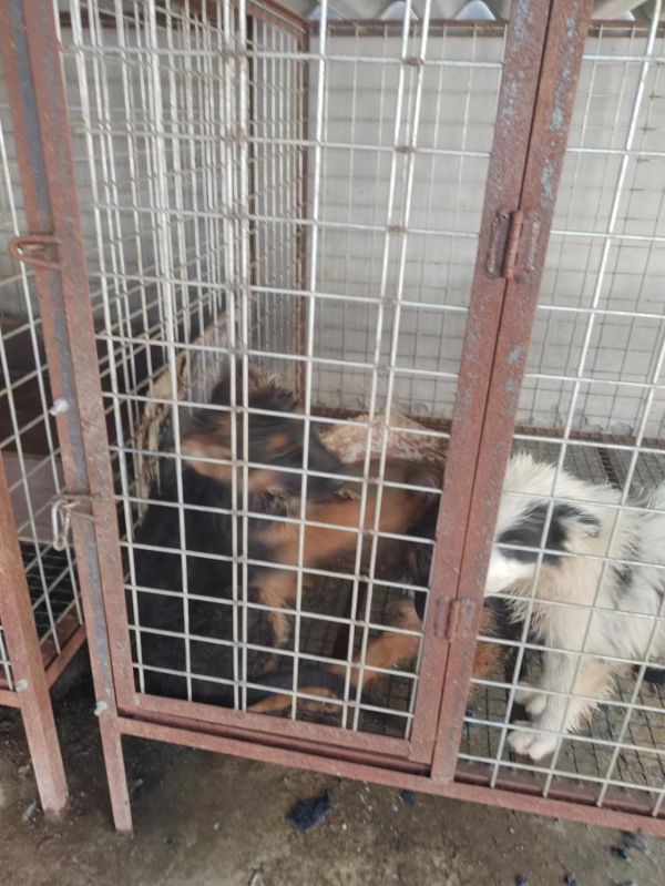 赛季德牧幼犬一公一母