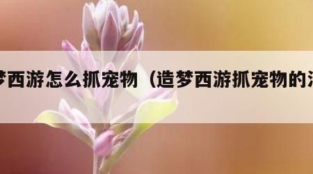 造梦西游怎么抓宠物（造梦西游抓宠物的法宝）