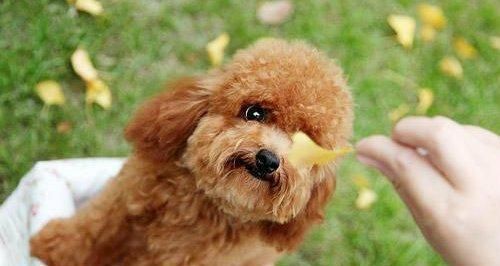 狗狗对孕妇有哪些影响？如何确保母婴安全？