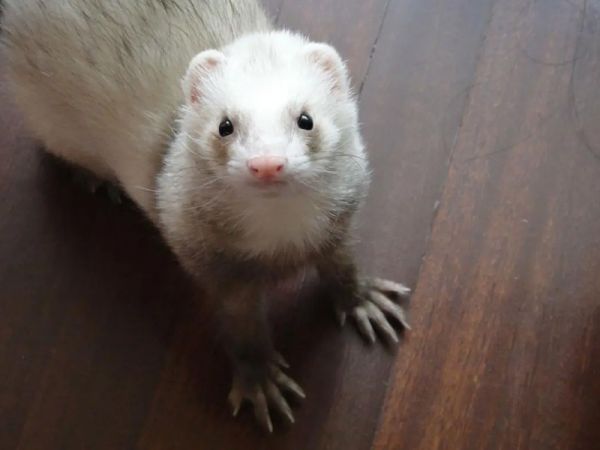 家有孕妇养宠物貂要注意卫生