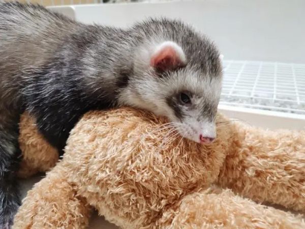 怀孕了不可以养安格鲁宠物貂