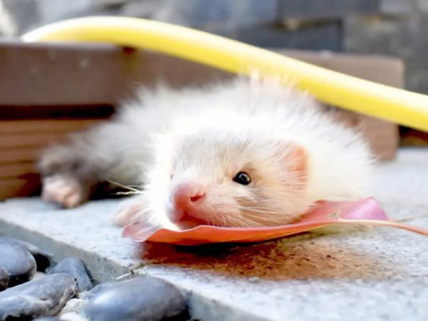 怀孕养宠物貂可能会得狂犬病