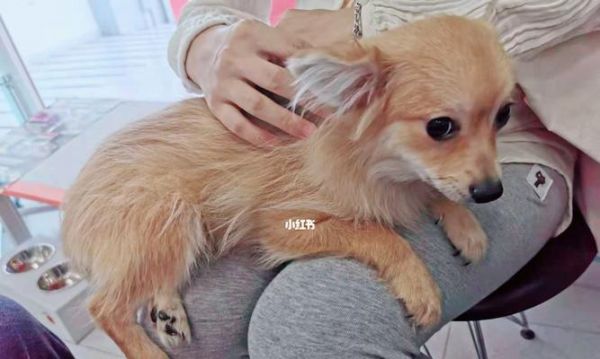 孕妇与宠物狗，打针需知（保障母婴健康）
