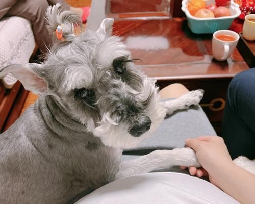 宠物狗对孕妇的影响（狗狗的陪伴对孕妇身心的好处）