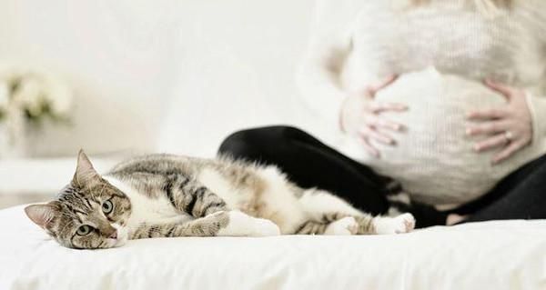 养宠物对孕妇有影响吗？（宠物养护须知、宠物照顾的注意事项）