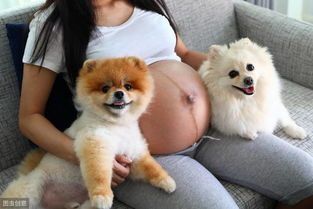 为什么孕妇不能接触猫狗？