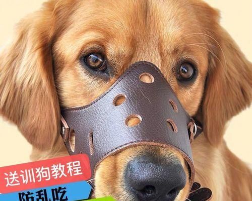 怀孕期间可以养狗狗吗（安全性）