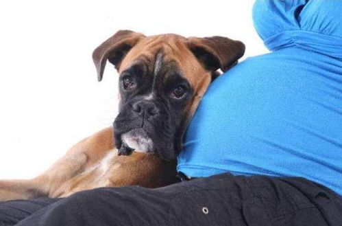 宠物与孕妇：如何安全相处？孕妇必知的宠物护理指南