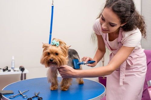宠物与孕妇：如何安全相处？孕妇必知的宠物护理指南