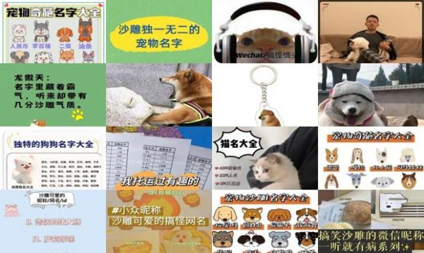 宠物的名字沙雕搞怪