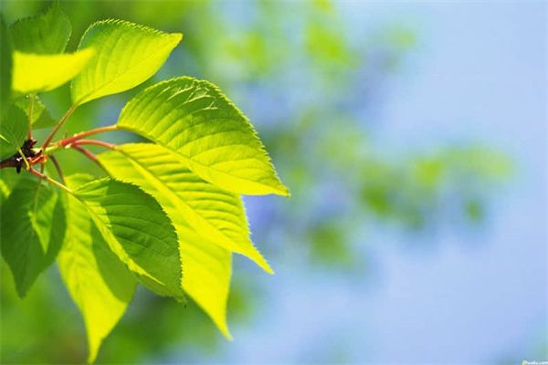 4399洛克王国地图隐藏宠物在哪看（4399洛克王国地图隐藏宠物在哪看到）