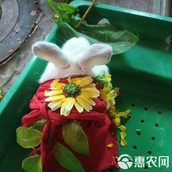 杂交兔 常年出售小兔苗满月兔苗供应市场宠物店小朋友最爱的宠物欢迎订购