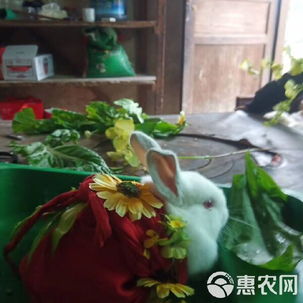 杂交兔 常年出售小兔苗满月兔苗供应市场宠物店小朋友最爱的宠物欢迎订购