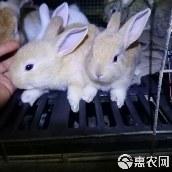杂交兔 常年出售小兔苗满月兔苗供应市场宠物店小朋友最爱的宠物欢迎订购