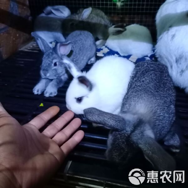 杂交兔 常年出售小兔苗满月兔苗供应市场宠物店小朋友最爱的宠物欢迎订购