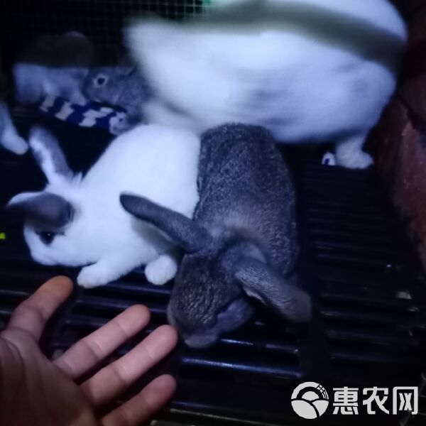 杂交兔 常年出售小兔苗满月兔苗供应市场宠物店小朋友最爱的宠物欢迎订购