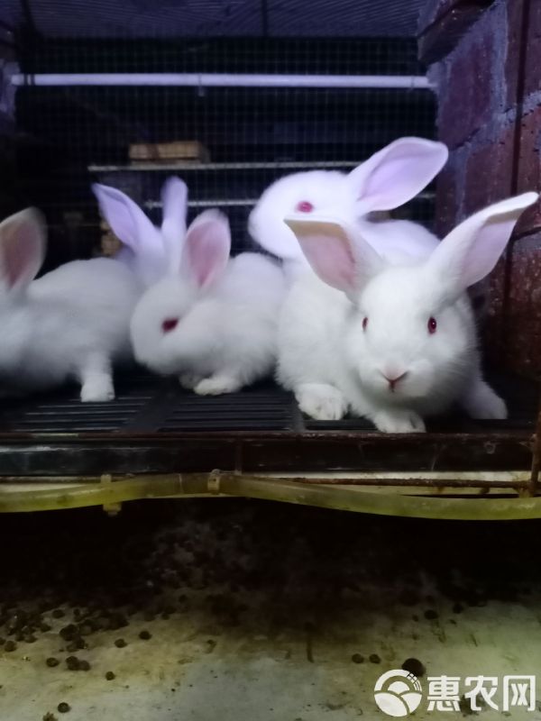 杂交兔 常年出售小兔苗满月兔苗供应市场宠物店小朋友最爱的宠物欢迎订购