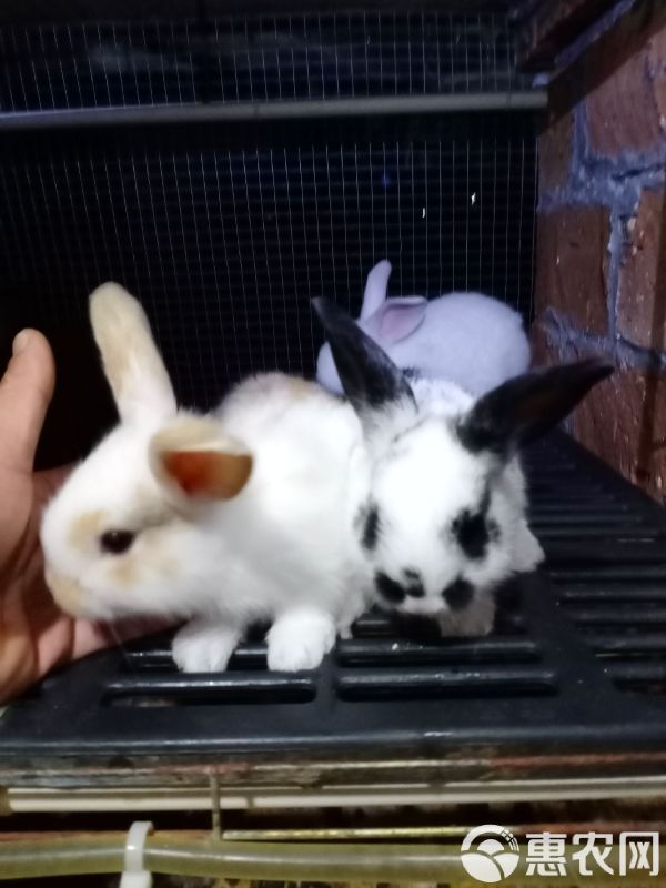 杂交兔 常年出售小兔苗满月兔苗供应市场宠物店小朋友最爱的宠物欢迎订购