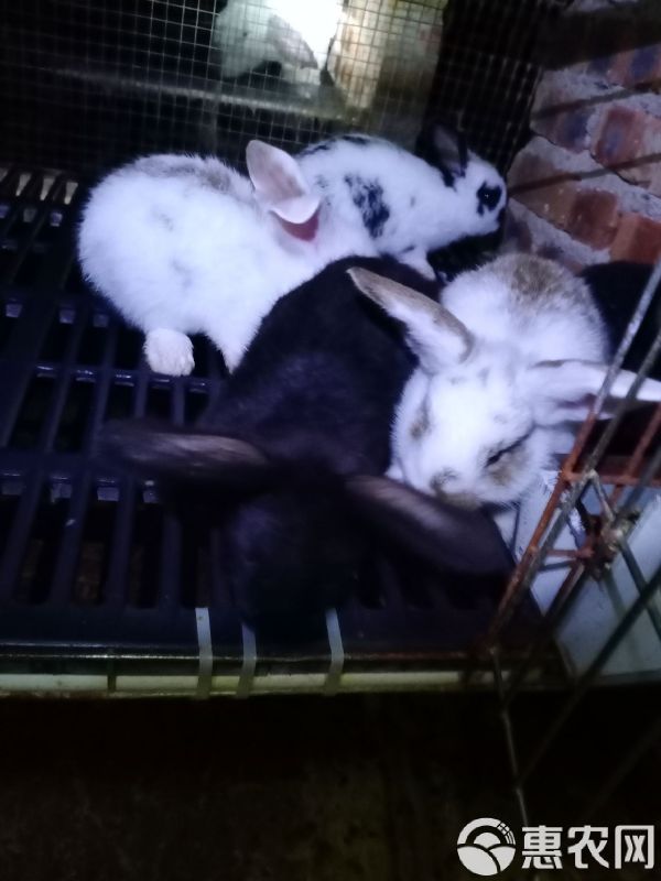 杂交兔 常年出售小兔苗满月兔苗供应市场宠物店小朋友最爱的宠物欢迎订购