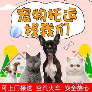 西安本地宠物托运 托运狗狗猫咪 实体门店 代办检疫证明