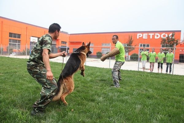 派多格训犬学校