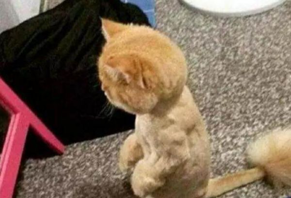 猫咪被强制剃毛后，变得十分纳闷起来，主人看后十分后悔