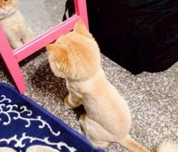 猫咪被强制剃毛后，变得十分纳闷起来，主人看后十分后悔