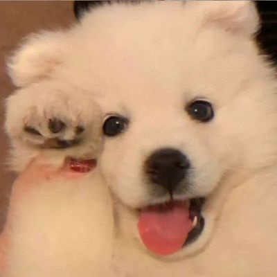 优质可爱宠物头像#萌宠_女生头像_我要个性网