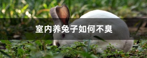 室内养兔子如何不臭